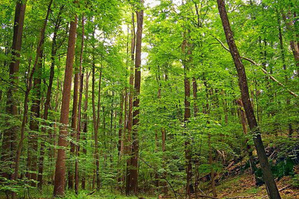 هل يمكن أن يعزز علاج الغابات الصحة