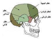 عظام قاعدة الجمجمة