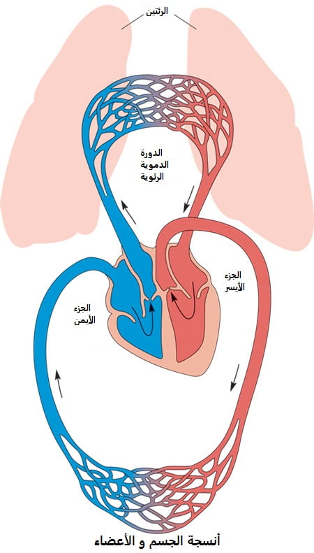 the heart loop