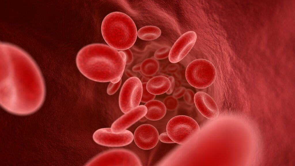 blood cells in the vein 2021 08 26 15 33 00 utc 1024x576 1